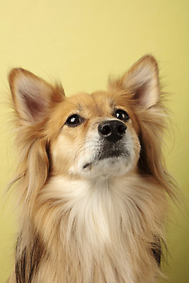 포토 JPG 스튜디오촬영 동물 한마리 반려견 실내 누끼 근접촬영 사람없음 앞모습 반려동물 귀여움 개 강아지 노란배경 반려 믹스견 국내포토 1 뷰포인트 백그라운드 컨셉 포유류 내부 노란색 파일형식