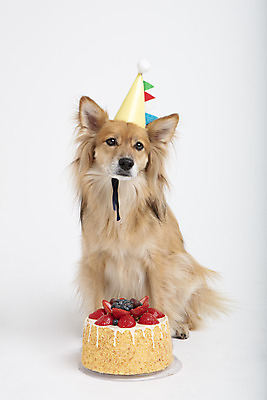 포토 JPG 스튜디오촬영 동물 한마리 반려견 실내 누끼 사람없음 앞모습 반려동물 귀여움 케이크 생일 개 강아지 생일케이크 흰배경 반려 믹스견 국내포토 1 기념일 뷰포인트 백그라운드 컨셉 포유류 디저트 내부 흰색 파일형식