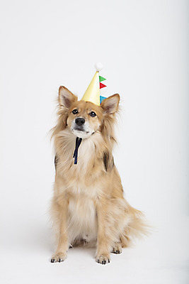 포토 JPG 스튜디오촬영 동물 한마리 반려견 실내 누끼 사람없음 앞모습 반려동물 귀여움 생일 개 강아지 흰배경 반려 믹스견 국내포토 1 기념일 뷰포인트 백그라운드 컨셉 포유류 내부 흰색 파일형식