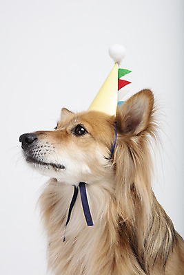 포토 JPG 스튜디오촬영 동물 한마리 응시 반려견 실내 누끼 근접촬영 사람없음 옆모습 반려동물 귀여움 생일 개 강아지 흰배경 반려 믹스견 국내포토 1 시선 기념일 뷰포인트 백그라운드 컨셉 포유류 내부 흰색 파일형식