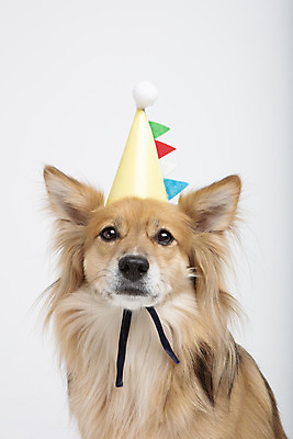 포토 JPG 스튜디오촬영 동물 한마리 반려견 실내 누끼 근접촬영 사람없음 앞모습 반려동물 귀여움 생일 개 강아지 흰배경 반려 믹스견 국내포토 1 기념일 뷰포인트 백그라운드 컨셉 포유류 내부 흰색 파일형식