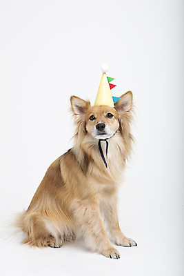 포토 JPG 스튜디오촬영 동물 한마리 응시 반려견 실내 누끼 사람없음 옆모습 반려동물 귀여움 생일 개 강아지 흰배경 반려 믹스견 국내포토 1 시선 기념일 뷰포인트 백그라운드 컨셉 포유류 내부 흰색 파일형식