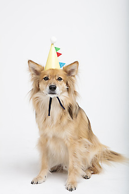 포토 JPG 스튜디오촬영 동물 한마리 반려견 실내 누끼 사람없음 앞모습 반려동물 귀여움 생일 개 강아지 흰배경 반려 믹스견 국내포토 1 기념일 뷰포인트 백그라운드 컨셉 포유류 내부 흰색 파일형식