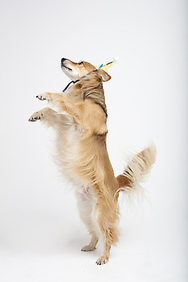 포토 JPG 스튜디오촬영 동물 한마리 응시 반려견 실내 누끼 사람없음 옆모습 반려동물 귀여움 생일 개 강아지 흰배경 반려 믹스견 국내포토 1 시선 기념일 뷰포인트 백그라운드 컨셉 포유류 내부 흰색 파일형식