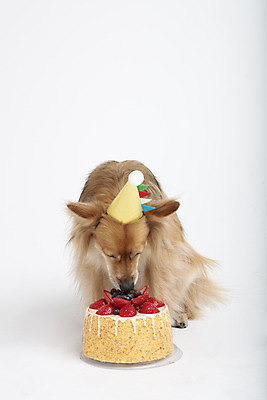 포토 JPG 스튜디오촬영 동물 한마리 반려견 실내 누끼 사람없음 앞모습 반려동물 귀여움 케이크 생일 개 강아지 생일케이크 흰배경 반려 믹스견 국내포토 1 기념일 뷰포인트 백그라운드 컨셉 포유류 디저트 내부 흰색 파일형식