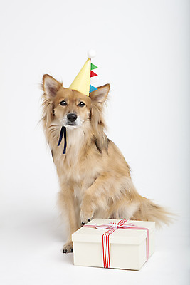 포토 JPG 스튜디오촬영 동물 한마리 반려견 실내 선물 누끼 사람없음 앞모습 선물상자 반려동물 귀여움 생일 개 강아지 흰배경 반려 믹스견 국내포토 1 기념일 뷰포인트 백그라운드 컨셉 포유류 내부 상자 흰색 파일형식