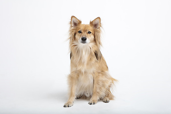 포토 JPG 스튜디오촬영 동물 한마리 반려견 실내 누끼 사람없음 앞모습 반려동물 귀여움 개 강아지 흰배경 반려 믹스견 국내포토 1 뷰포인트 백그라운드 컨셉 포유류 내부 흰색 파일형식