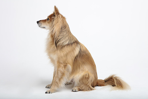 포토 JPG 스튜디오촬영 동물 한마리 응시 반려견 실내 누끼 사람없음 옆모습 반려동물 귀여움 개 강아지 흰배경 반려 믹스견 국내포토 1 시선 뷰포인트 백그라운드 컨셉 포유류 내부 흰색 파일형식