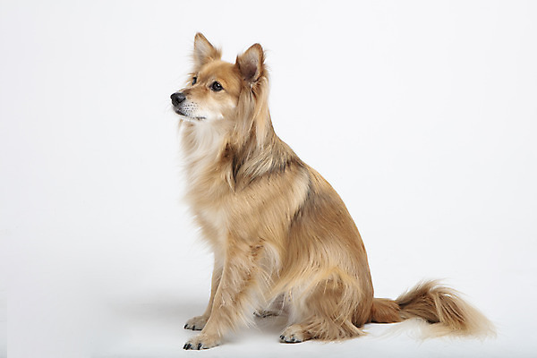 포토 JPG 스튜디오촬영 동물 한마리 응시 반려견 실내 누끼 사람없음 옆모습 반려동물 귀여움 개 강아지 흰배경 반려 믹스견 국내포토 1 시선 뷰포인트 백그라운드 컨셉 포유류 내부 흰색 파일형식