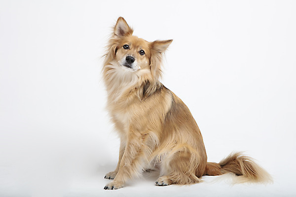 포토 JPG 스튜디오촬영 동물 한마리 응시 반려견 실내 누끼 사람없음 옆모습 반려동물 귀여움 개 강아지 흰배경 반려 믹스견 국내포토 1 시선 뷰포인트 백그라운드 컨셉 포유류 내부 흰색 파일형식