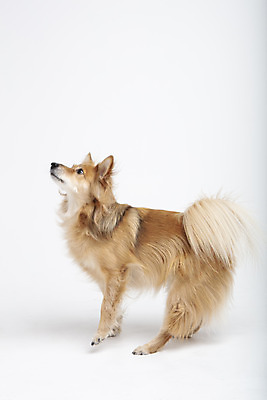 포토 JPG 스튜디오촬영 동물 한마리 응시 반려견 실내 누끼 사람없음 옆모습 반려동물 귀여움 개 강아지 흰배경 반려 믹스견 국내포토 1 시선 뷰포인트 백그라운드 컨셉 포유류 내부 흰색 파일형식