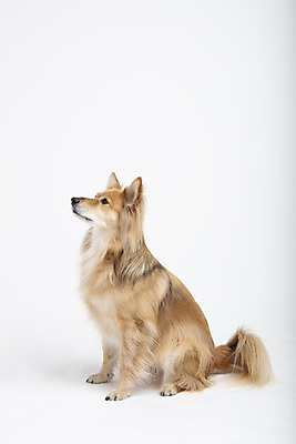 포토 JPG 스튜디오촬영 동물 한마리 응시 반려견 실내 누끼 사람없음 옆모습 반려동물 귀여움 개 강아지 흰배경 반려 믹스견 국내포토 1 시선 뷰포인트 백그라운드 컨셉 포유류 내부 흰색 파일형식