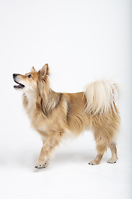 포토 JPG 스튜디오촬영 동물 한마리 응시 반려견 실내 누끼 사람없음 옆모습 반려동물 귀여움 개 강아지 흰배경 반려 믹스견 국내포토 1 시선 뷰포인트 백그라운드 컨셉 포유류 내부 흰색 파일형식