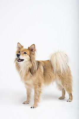 포토 JPG 스튜디오촬영 동물 한마리 응시 반려견 실내 누끼 사람없음 옆모습 반려동물 귀여움 개 강아지 흰배경 반려 믹스견 국내포토 1 시선 뷰포인트 백그라운드 컨셉 포유류 내부 흰색 파일형식