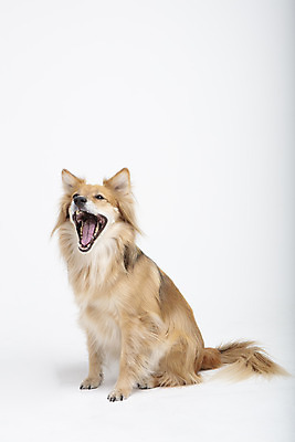 포토 JPG 스튜디오촬영 동물 한마리 응시 반려견 실내 누끼 사람없음 옆모습 반려동물 귀여움 개 강아지 흰배경 반려 믹스견 국내포토 1 시선 뷰포인트 백그라운드 컨셉 포유류 내부 흰색 파일형식