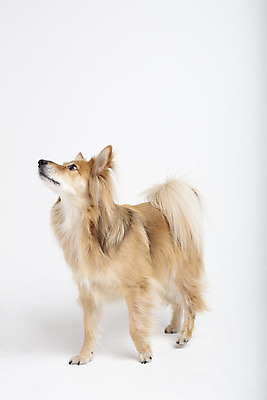 포토 JPG 스튜디오촬영 동물 한마리 응시 반려견 실내 누끼 사람없음 옆모습 반려동물 귀여움 개 강아지 흰배경 반려 믹스견 국내포토 1 시선 뷰포인트 백그라운드 컨셉 포유류 내부 흰색 파일형식