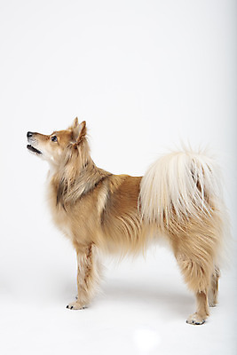 포토 JPG 스튜디오촬영 동물 한마리 응시 반려견 실내 누끼 사람없음 옆모습 반려동물 귀여움 개 강아지 흰배경 반려 믹스견 국내포토 1 시선 뷰포인트 백그라운드 컨셉 포유류 내부 흰색 파일형식