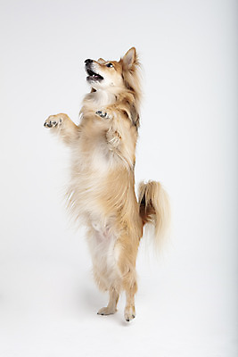 포토 JPG 스튜디오촬영 동물 한마리 응시 반려견 실내 누끼 사람없음 옆모습 반려동물 귀여움 개 강아지 흰배경 반려 믹스견 국내포토 1 시선 뷰포인트 백그라운드 컨셉 포유류 내부 흰색 파일형식