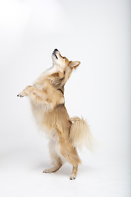 포토 JPG 스튜디오촬영 동물 한마리 응시 반려견 실내 누끼 사람없음 옆모습 반려동물 귀여움 개 강아지 흰배경 반려 믹스견 국내포토 1 시선 뷰포인트 백그라운드 컨셉 포유류 내부 흰색 파일형식