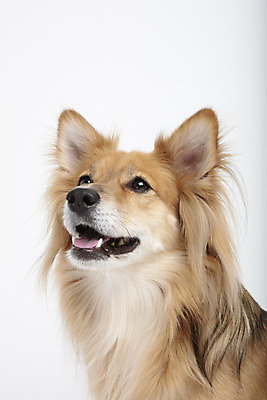 포토 JPG 스튜디오촬영 동물 한마리 응시 반려견 실내 누끼 근접촬영 사람없음 옆모습 반려동물 귀여움 개 강아지 흰배경 반려 믹스견 국내포토 1 시선 뷰포인트 백그라운드 컨셉 포유류 내부 흰색 파일형식