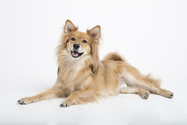 포토 JPG 스튜디오촬영 동물 한마리 반려견 실내 누끼 사람없음 앞모습 반려동물 귀여움 개 강아지 흰배경 반려 믹스견 국내포토 1 뷰포인트 백그라운드 컨셉 포유류 내부 흰색 파일형식