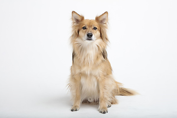 포토 JPG 스튜디오촬영 동물 한마리 반려견 실내 누끼 사람없음 앞모습 반려동물 귀여움 개 강아지 흰배경 반려 믹스견 국내포토 1 뷰포인트 백그라운드 컨셉 포유류 내부 흰색 파일형식