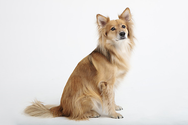 포토 JPG 스튜디오촬영 동물 한마리 응시 반려견 실내 누끼 사람없음 옆모습 반려동물 귀여움 개 강아지 흰배경 반려 믹스견 국내포토 1 시선 뷰포인트 백그라운드 컨셉 포유류 내부 흰색 파일형식