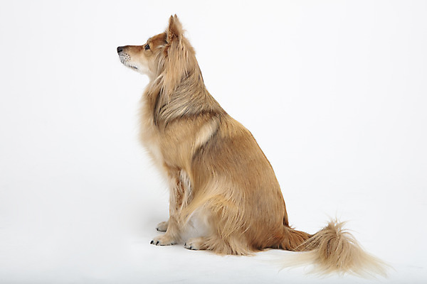 포토 JPG 스튜디오촬영 동물 한마리 응시 반려견 실내 누끼 사람없음 옆모습 반려동물 귀여움 개 강아지 흰배경 반려 믹스견 국내포토 1 시선 뷰포인트 백그라운드 컨셉 포유류 내부 흰색 파일형식