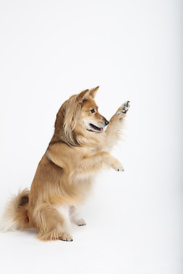 포토 JPG 스튜디오촬영 동물 한마리 응시 반려견 실내 누끼 사람없음 옆모습 반려동물 귀여움 개 강아지 흰배경 반려 믹스견 국내포토 1 시선 뷰포인트 백그라운드 컨셉 포유류 내부 흰색 파일형식