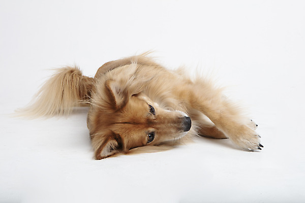 포토 JPG 스튜디오촬영 동물 한마리 응시 반려견 실내 누끼 사람없음 옆모습 반려동물 귀여움 개 강아지 흰배경 반려 믹스견 국내포토 1 시선 뷰포인트 백그라운드 컨셉 포유류 내부 흰색 파일형식