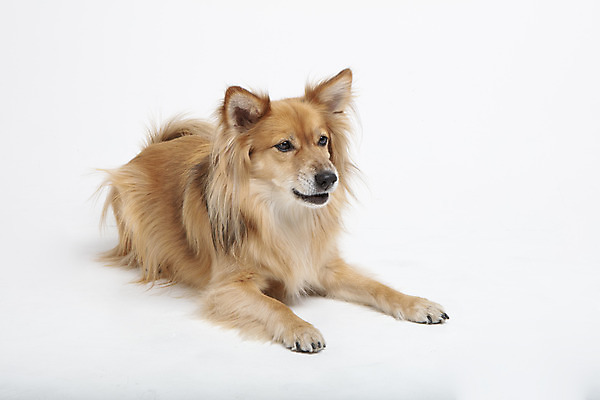 포토 JPG 스튜디오촬영 동물 한마리 응시 반려견 실내 누끼 사람없음 옆모습 반려동물 귀여움 개 강아지 흰배경 반려 믹스견 국내포토 1 시선 뷰포인트 백그라운드 컨셉 포유류 내부 흰색 파일형식