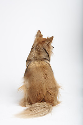 포토 JPG 스튜디오촬영 동물 한마리 반려견 실내 누끼 사람없음 뒷모습 반려동물 귀여움 개 강아지 흰배경 반려 믹스견 국내포토 1 뷰포인트 백그라운드 컨셉 포유류 내부 흰색 파일형식