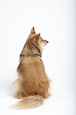 포토 JPG 스튜디오촬영 동물 한마리 반려견 실내 누끼 사람없음 뒷모습 반려동물 귀여움 개 강아지 흰배경 반려 믹스견 국내포토 1 뷰포인트 백그라운드 컨셉 포유류 내부 흰색 파일형식