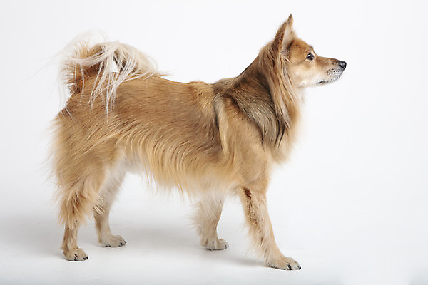 포토 JPG 스튜디오촬영 동물 한마리 응시 반려견 실내 누끼 사람없음 옆모습 반려동물 귀여움 개 강아지 흰배경 반려 믹스견 국내포토 1 시선 뷰포인트 백그라운드 컨셉 포유류 내부 흰색 파일형식