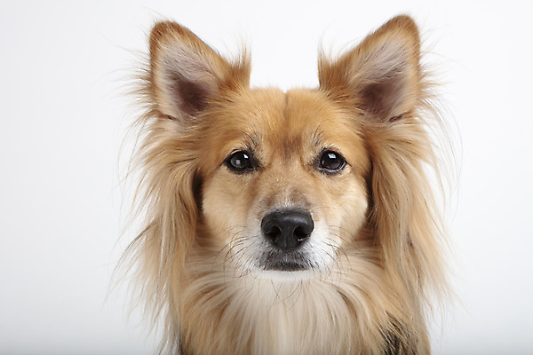 포토 JPG 스튜디오촬영 동물 한마리 반려견 실내 누끼 근접촬영 사람없음 앞모습 반려동물 귀여움 개 강아지 흰배경 반려 믹스견 국내포토 1 뷰포인트 백그라운드 컨셉 포유류 내부 흰색 파일형식