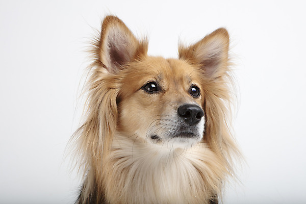 포토 JPG 스튜디오촬영 동물 한마리 반려견 실내 누끼 근접촬영 사람없음 앞모습 반려동물 귀여움 개 강아지 흰배경 반려 믹스견 국내포토 1 뷰포인트 백그라운드 컨셉 포유류 내부 흰색 파일형식