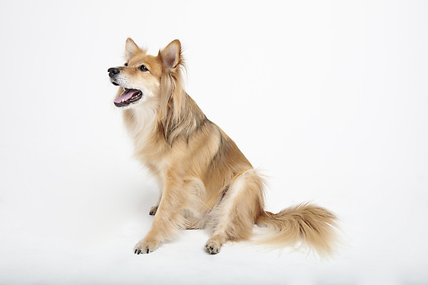 포토 JPG 스튜디오촬영 동물 한마리 응시 반려견 실내 누끼 사람없음 옆모습 반려동물 귀여움 개 강아지 흰배경 반려 믹스견 국내포토 1 시선 뷰포인트 백그라운드 컨셉 포유류 내부 흰색 파일형식