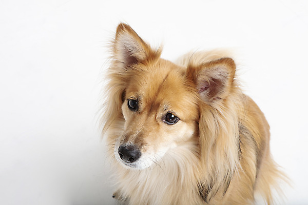 포토 JPG 스튜디오촬영 동물 한마리 반려견 실내 누끼 근접촬영 사람없음 앞모습 반려동물 하이앵글 귀여움 개 강아지 흰배경 반려 믹스견 국내포토 1 뷰포인트 백그라운드 컨셉 포유류 내부 흰색 파일형식