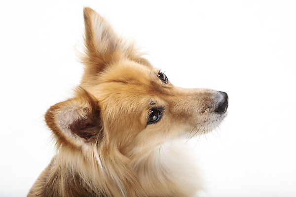 포토 JPG 스튜디오촬영 동물 한마리 반려견 실내 누끼 근접촬영 사람없음 뒷모습 반려동물 귀여움 개 강아지 흰배경 반려 믹스견 국내포토 1 뷰포인트 백그라운드 컨셉 포유류 내부 흰색 파일형식