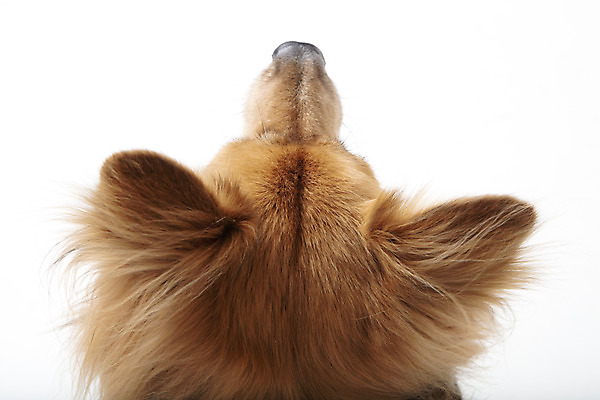 포토 JPG 스튜디오촬영 동물 한마리 반려견 실내 누끼 근접촬영 사람없음 뒷모습 반려동물 귀여움 개 강아지 흰배경 반려 믹스견 국내포토 1 뷰포인트 백그라운드 컨셉 포유류 내부 흰색 파일형식