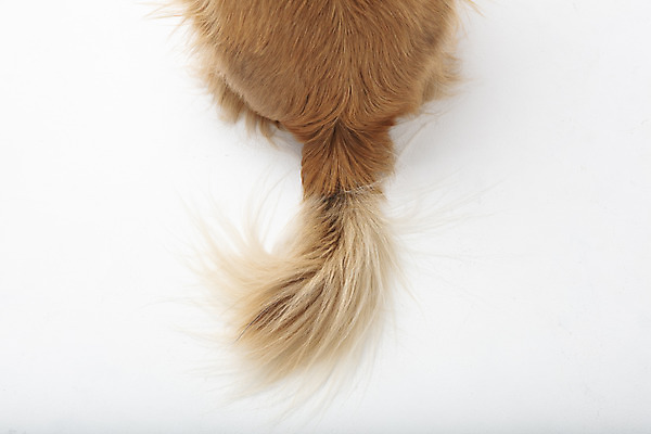 포토 JPG 스튜디오촬영 동물 한마리 반려견 실내 누끼 근접촬영 사람없음 뒷모습 반려동물 귀여움 개 강아지 흰배경 꼬리 반려 믹스견 국내포토 1 뷰포인트 백그라운드 컨셉 포유류 내부 흰색 파일형식