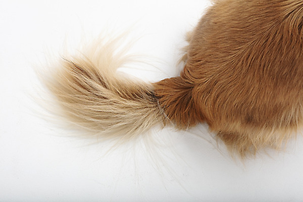 포토 JPG 스튜디오촬영 동물 한마리 반려견 실내 누끼 근접촬영 사람없음 뒷모습 반려동물 귀여움 개 강아지 흰배경 꼬리 반려 믹스견 국내포토 1 뷰포인트 백그라운드 컨셉 포유류 내부 흰색 파일형식