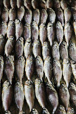 포토 JPG 주간 여행 여러마리 건조 한국 어류 풍경 근접촬영 사람없음 야외 관광지 전라북도 국내여행 군산 조기_생선 국내포토 자연요소 아시아 뷰포인트 다수 수중동물 전라도 파일형식