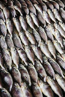 포토 JPG 주간 여행 여러마리 건조 한국 어류 풍경 근접촬영 사람없음 야외 관광지 전라북도 국내여행 군산 조기_생선 국내포토 자연요소 아시아 뷰포인트 다수 수중동물 전라도 파일형식