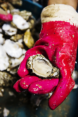 포토 JPG 주간 손 바다 여행 한국 풍경 야외 신체부위 관광지 굴 전라북도 국내여행 군산 서해 자연산 국내포토 자연요소 아시아 자연 어패류 사람 전라도 파일형식