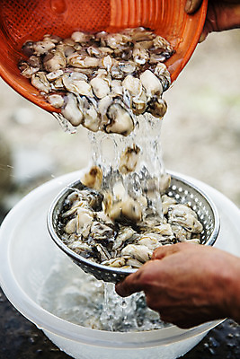 포토 JPG 주간 손 바다 여행 한국 풍경 야외 신체부위 관광지 굴 붓기 전라북도 국내여행 군산 서해 자연산 국내포토 자연요소 아시아 모션 자연 어패류 사람 전라도 파일형식