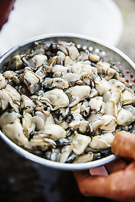 포토 JPG 주간 손 바다 여행 한국 들기 풍경 근접촬영 야외 신체부위 관광지 굴 전라북도 국내여행 군산 서해 자연산 국내포토 자연요소 아시아 뷰포인트 모션 자연 어패류 사람 전라도 파일형식