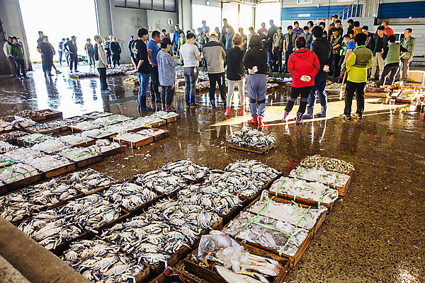 포토 JPG 주간 여자 남자 여행 한국 풍경 여러명 야외 관광지 꽃게 전라북도 상인 해산물 국내여행 군산 어판장 국내포토 자연요소 아시아 다수 사람 게 시장 전라도 파일형식