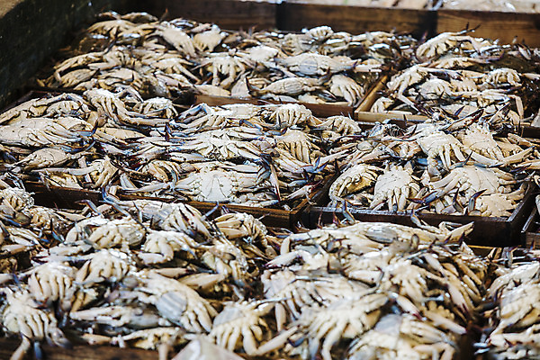 포토 JPG 주간 여행 한국 풍경 사람없음 야외 관광지 꽃게 전라북도 해산물 국내여행 군산 어판장 국내포토 자연요소 아시아 게 시장 전라도 파일형식