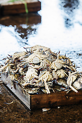 포토 JPG 주간 여행 한국 풍경 사람없음 야외 관광지 꽃게 전라북도 해산물 국내여행 군산 어판장 국내포토 자연요소 아시아 게 시장 전라도 파일형식